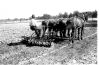 Farming with Horse-drawn Equipment 